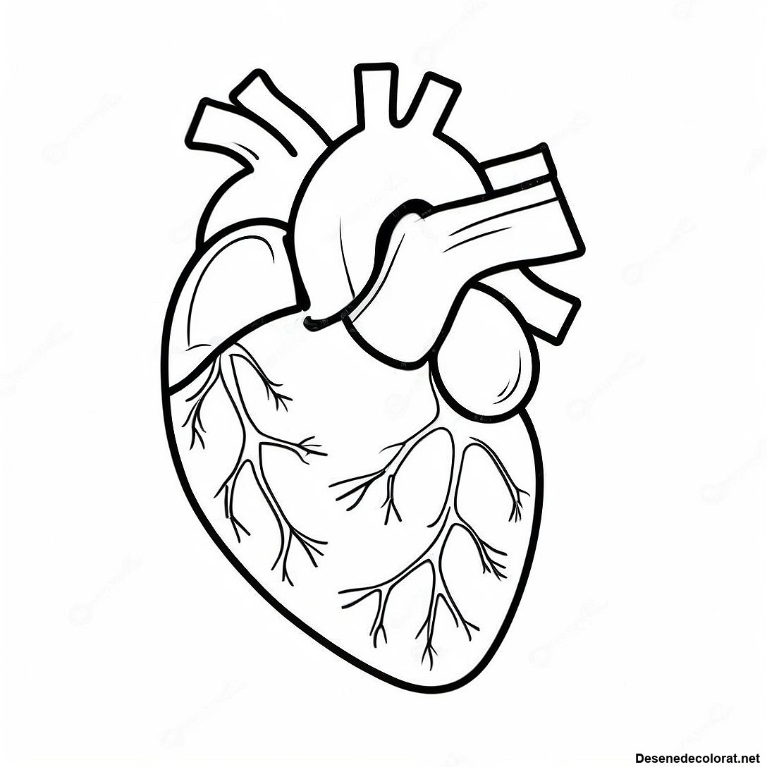 Pagina de colorat Pagini De Colorat Cu Anatomia Realistă A Inimii imprimabilă gratuit din colecția Diverse — desen contur alb-negru pentru copii și adulți.