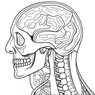 Pagini De Colorat Despre Anatomie Si Fiziologie 107435-44592