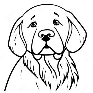 Pagini De Colorat Cu Golden Retriever 67431-14746