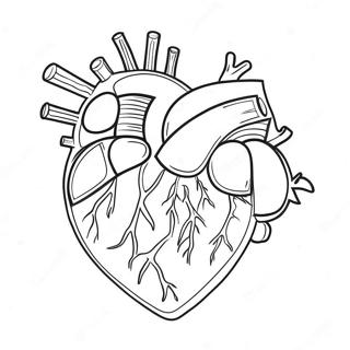 Pagini De Colorat Cu Anatomia Inimii Colorate 69122-15140
