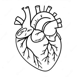 Anatomia Inimii Desene De Colorat