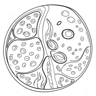 Pagini De Colorat Cu Diagrama Celulei Vegetale 92194-31884
